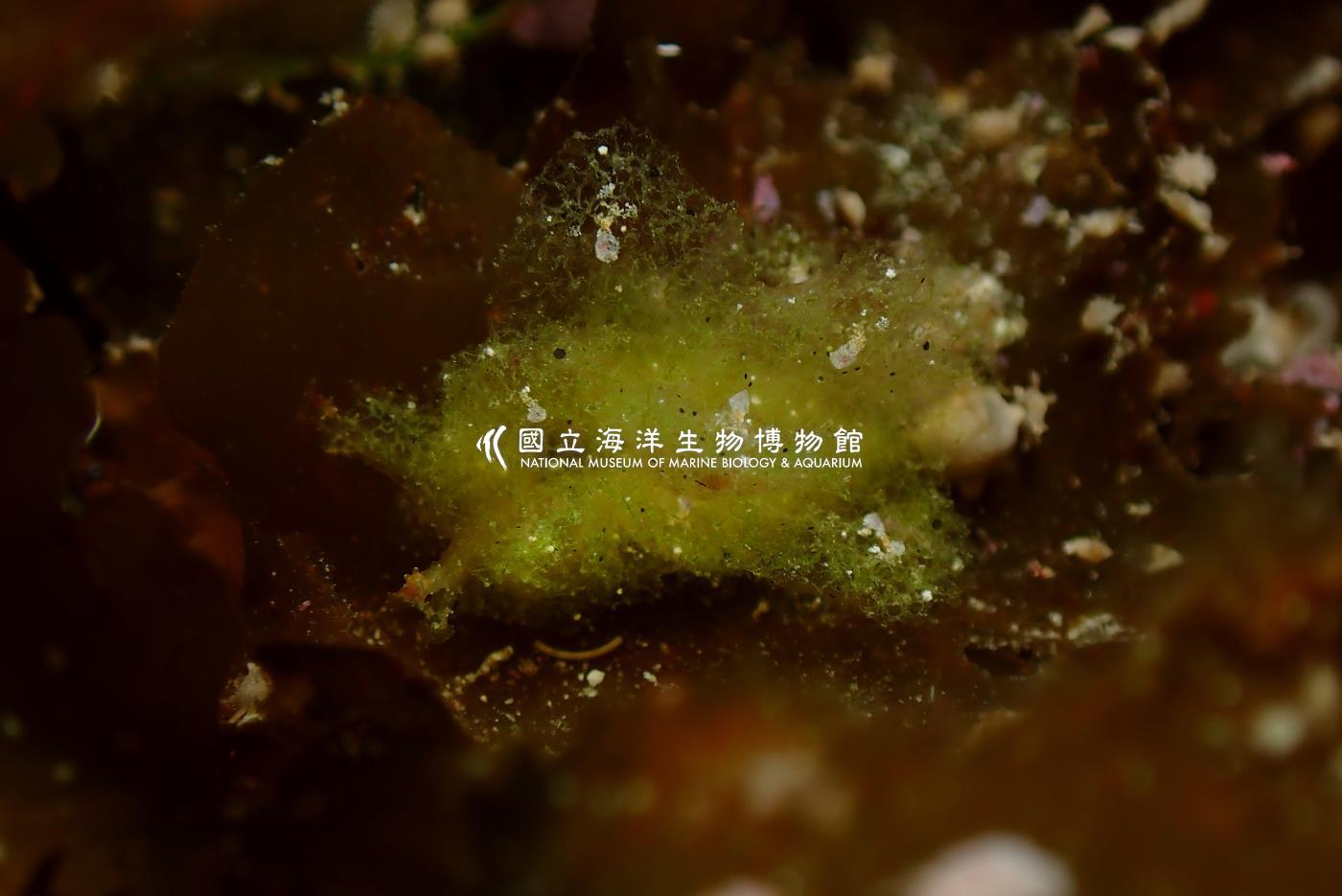 美葉海蛞蝓