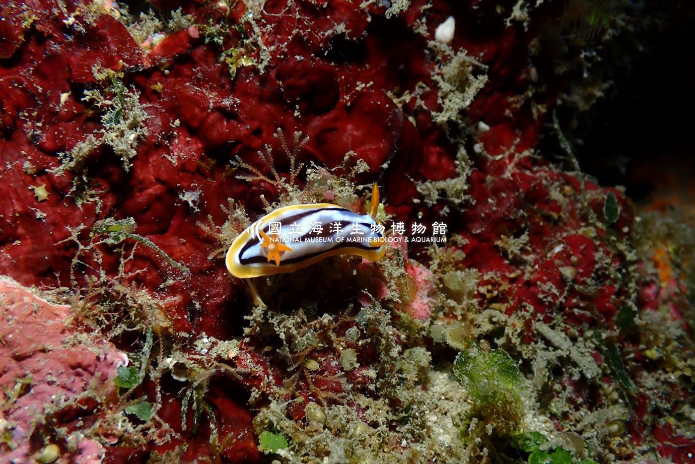 伊莉莎白多彩海蛞蝓