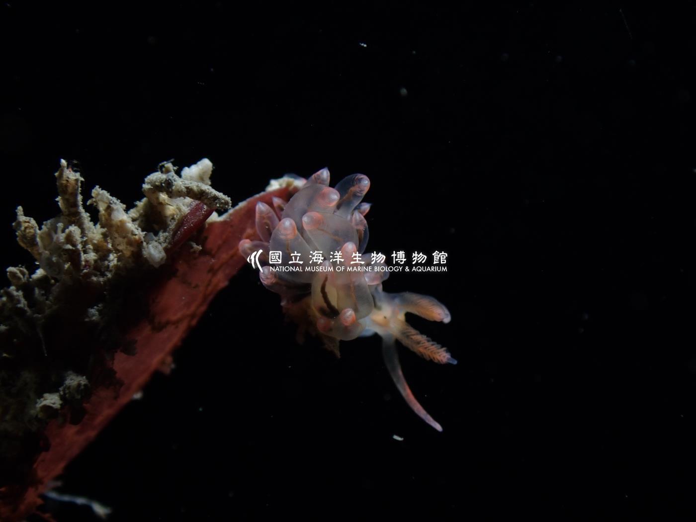 粉紅灰翼海蛞蝓