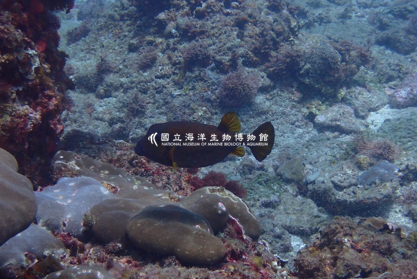 粒突箱魨