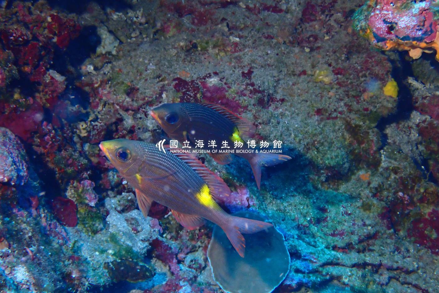 金帶齒頜鯛