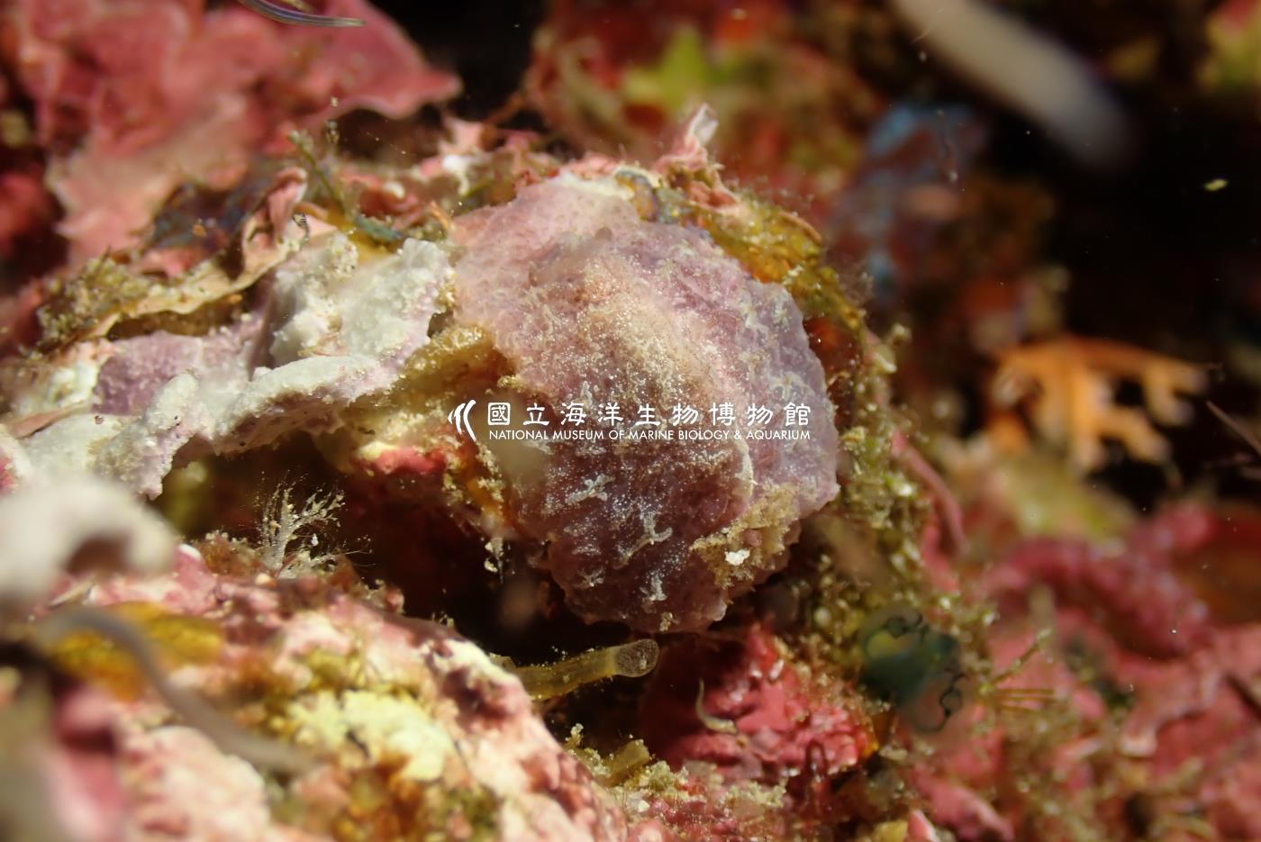 Avaldesia albomacula