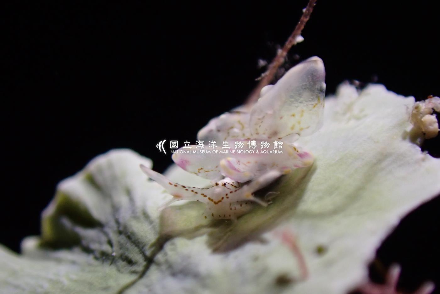 紫邊美葉海蛞蝓