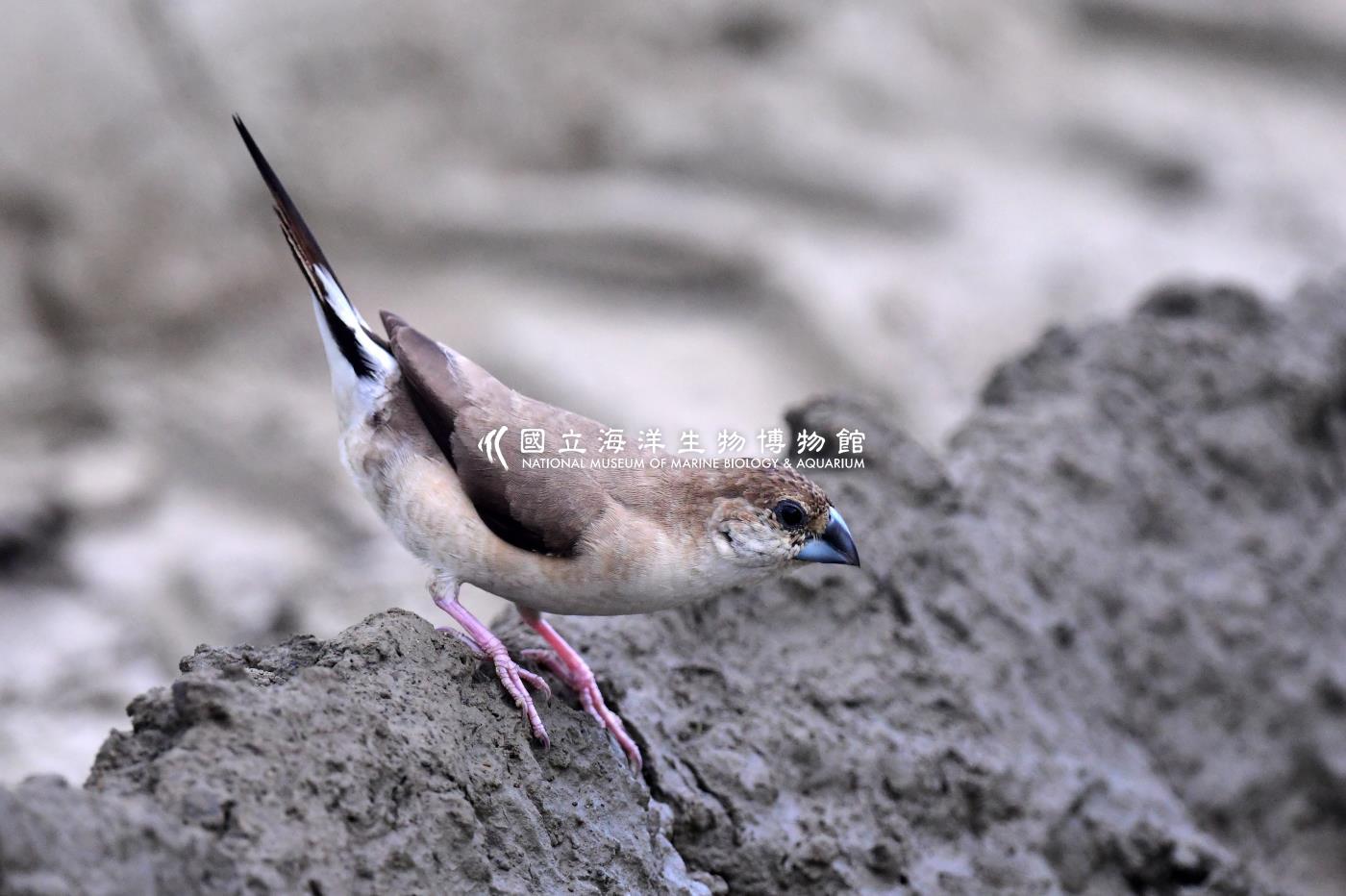 白喉文鳥