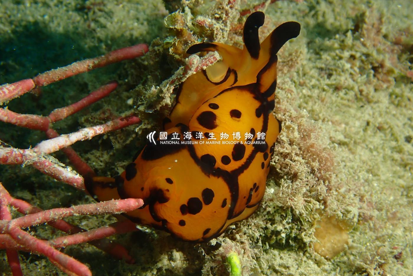 馬丁側腮海蛞蝓