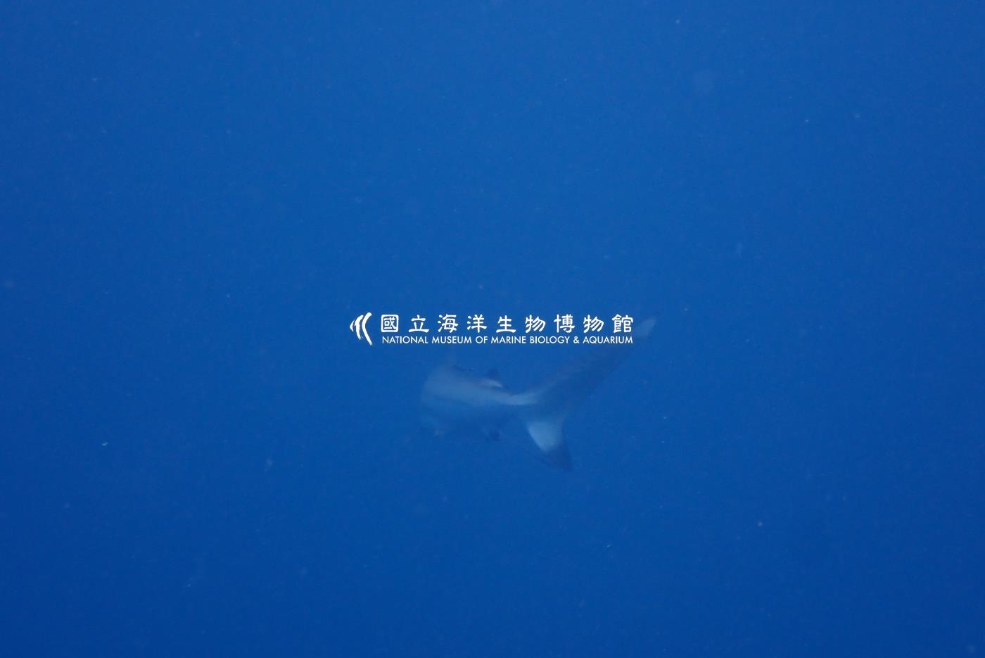 直齒真鯊