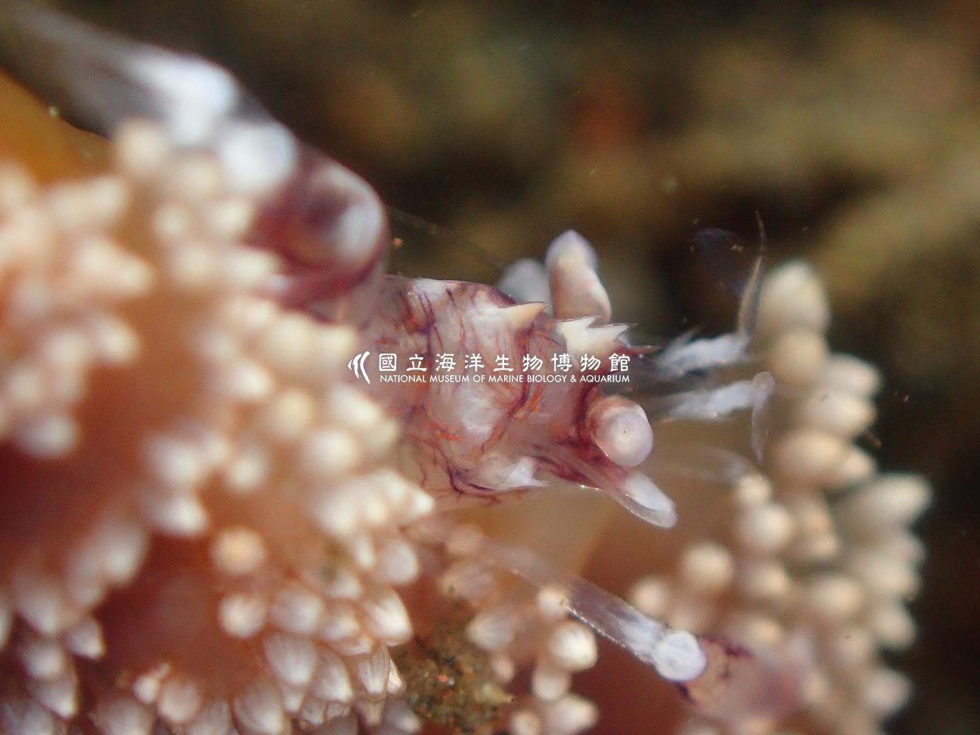 海筆蝦