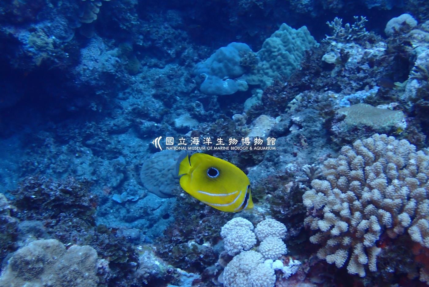 本氏蝴蝶魚