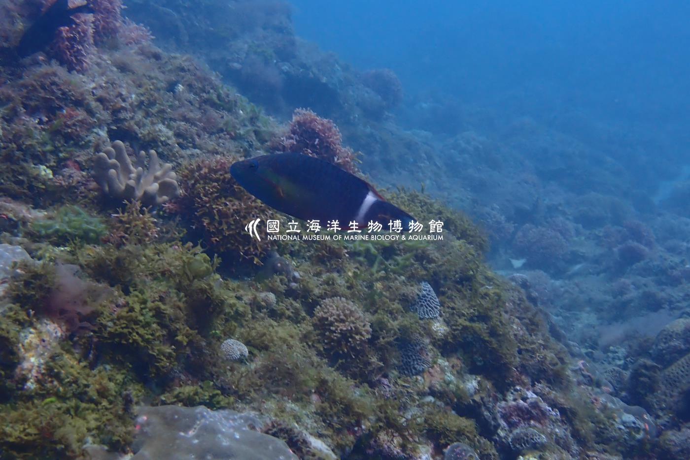 單帶尖唇魚
