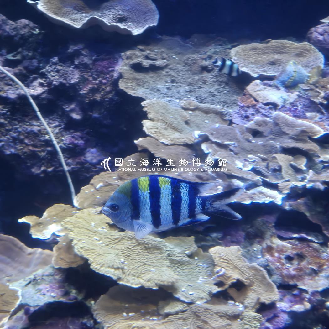 條紋豆娘魚