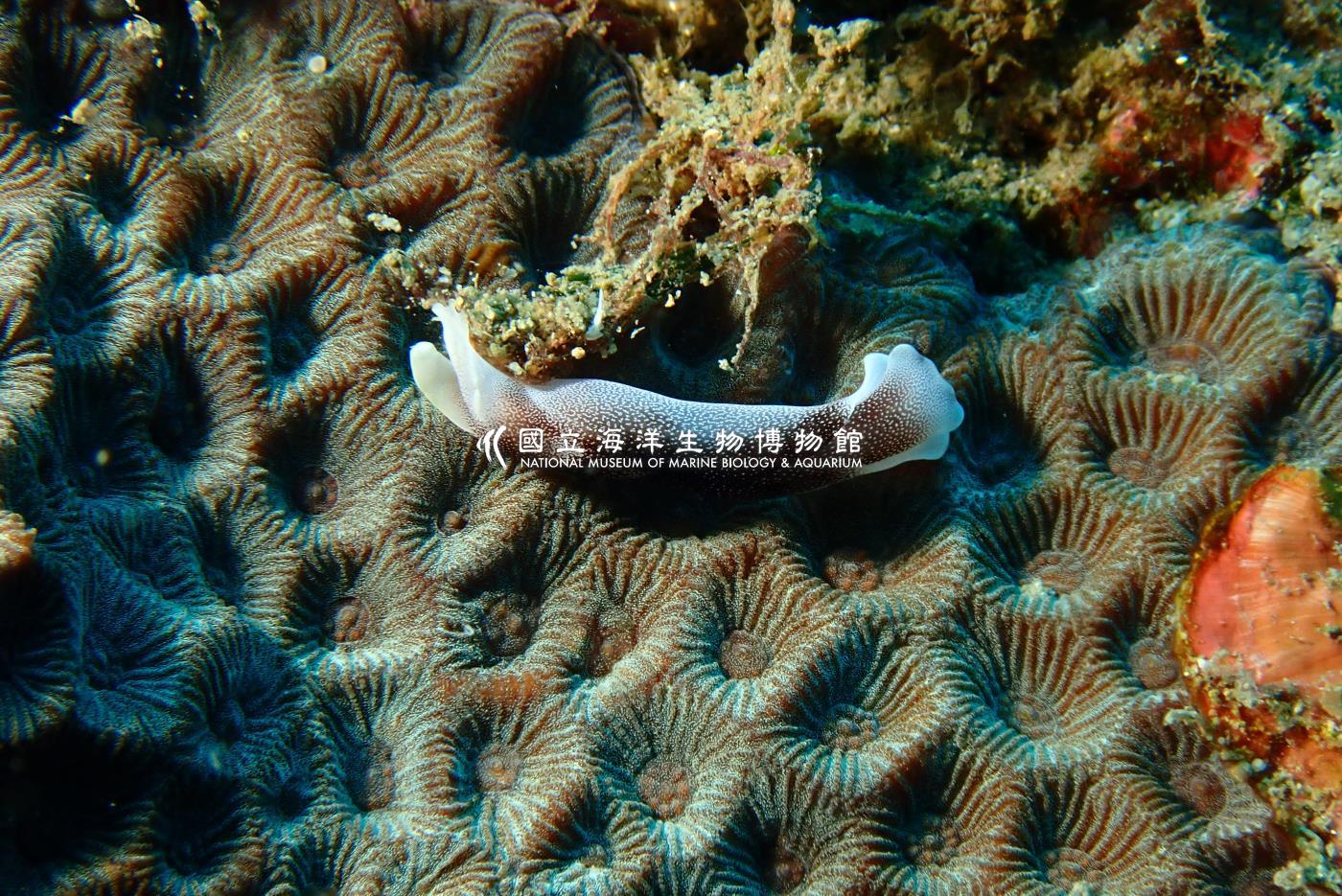 迷人燕尾海蛞蝓