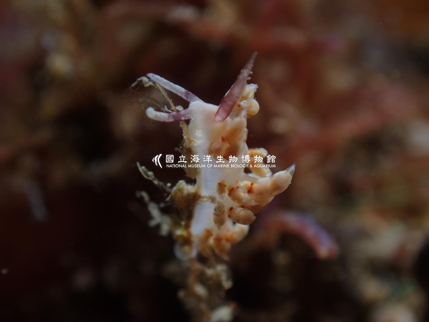 灰翼科海蛞蝓