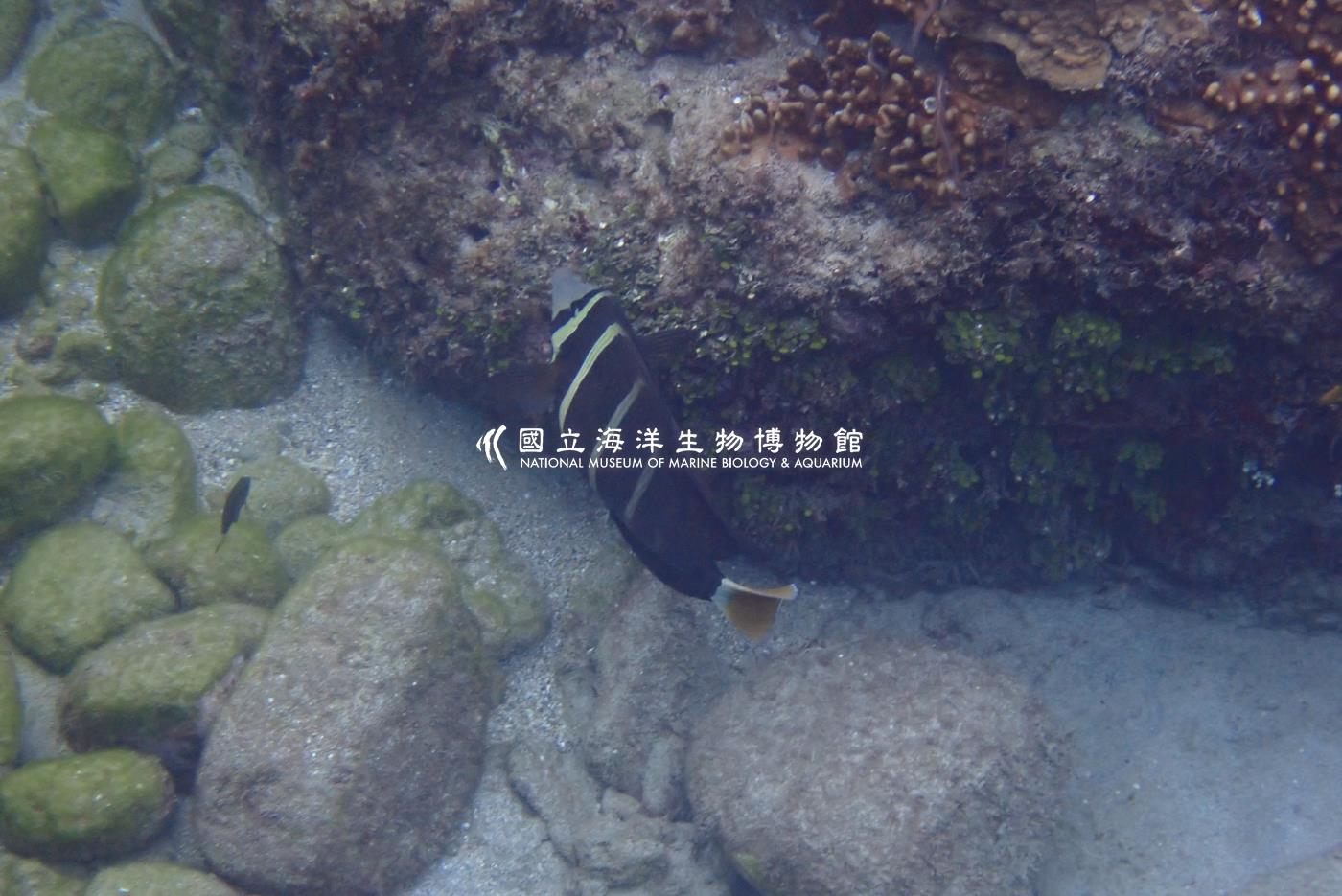 橫帶高鰭刺尾鯛