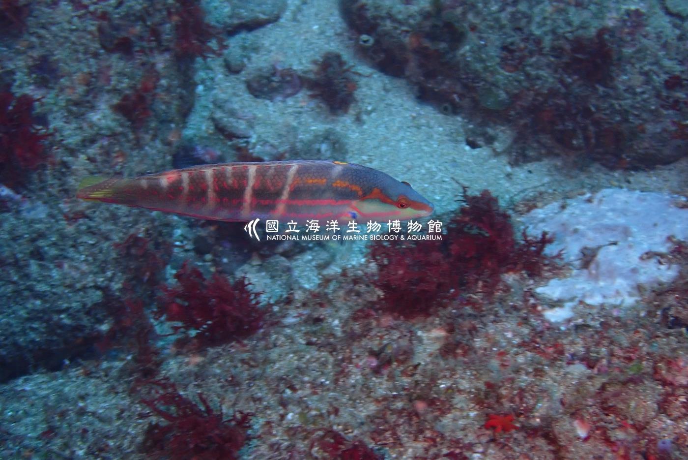 背斑盔魚