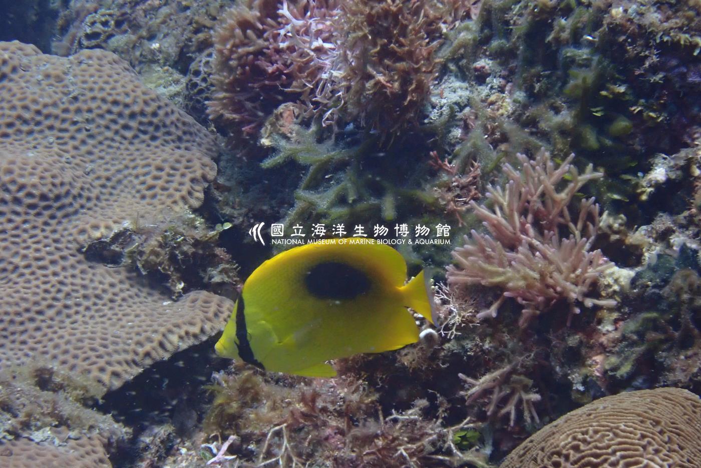 照片