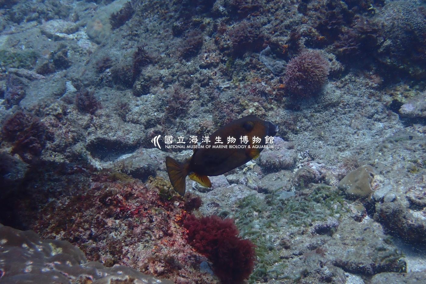 粒突箱魨