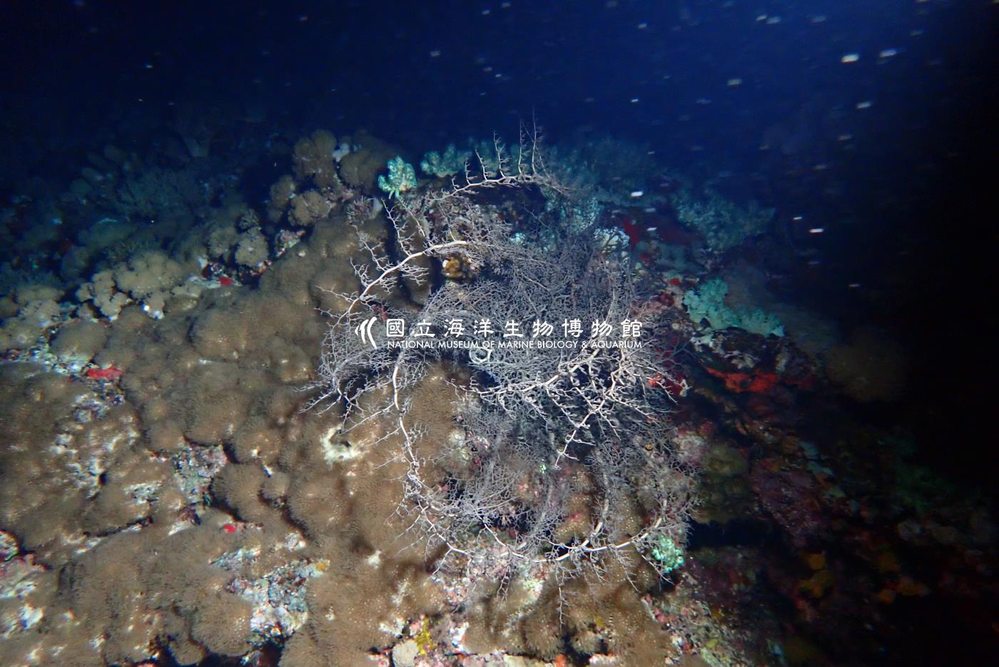 筐蛇尾科Gorgonocephalidae
