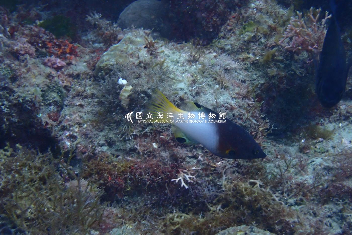 腋斑狐鯛