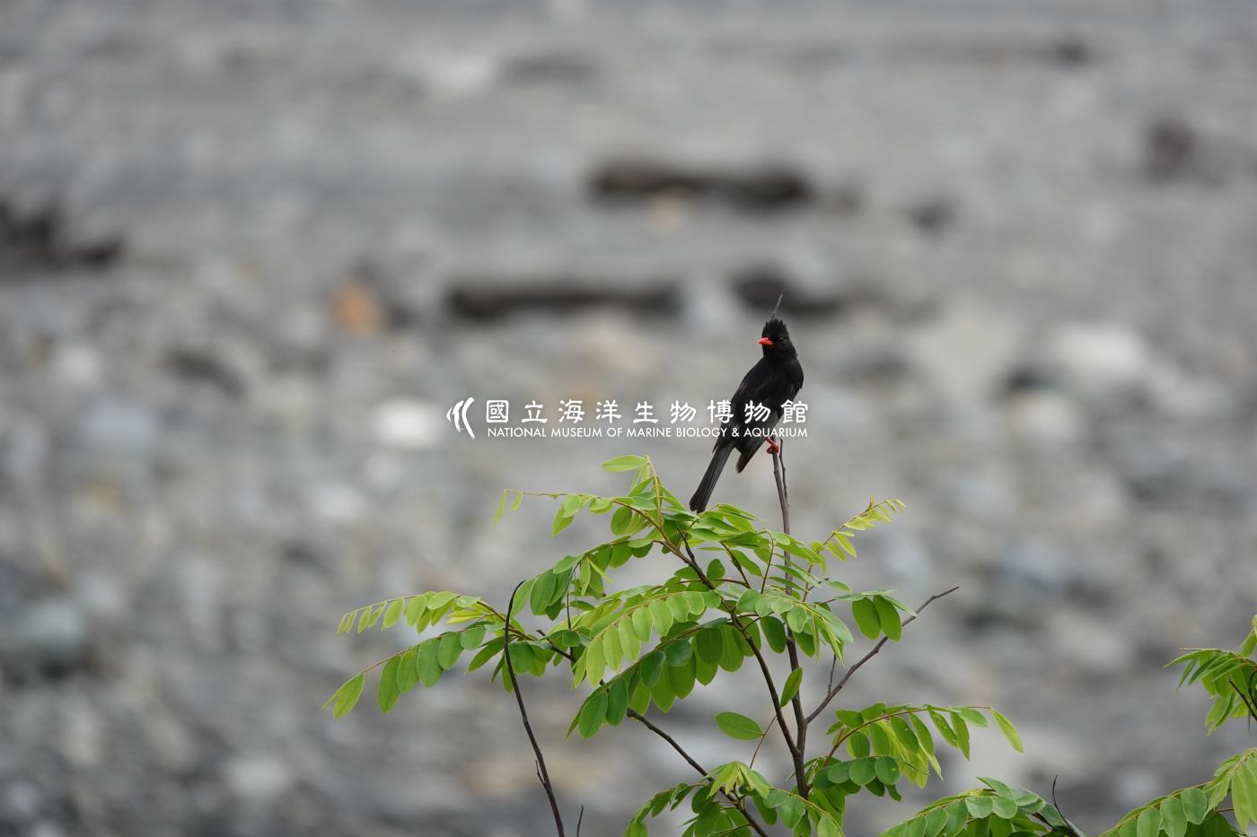 紅嘴黑鵯