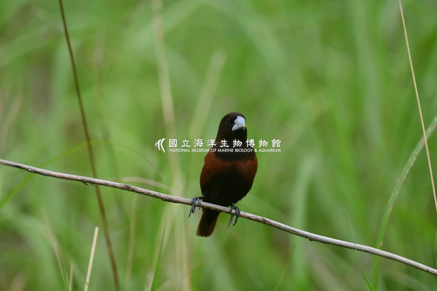黑頭文鳥