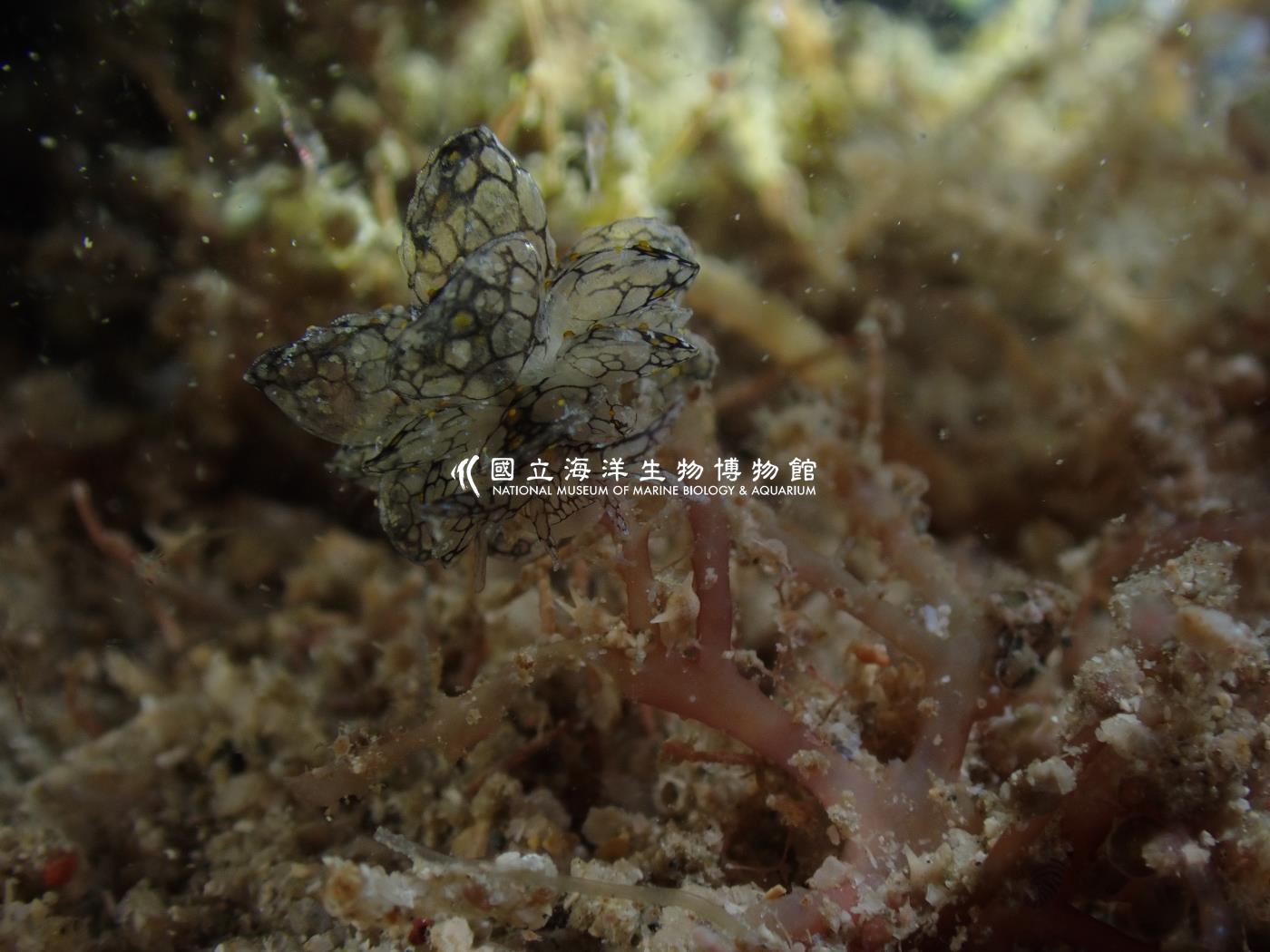雪花美葉海蛞蝓
