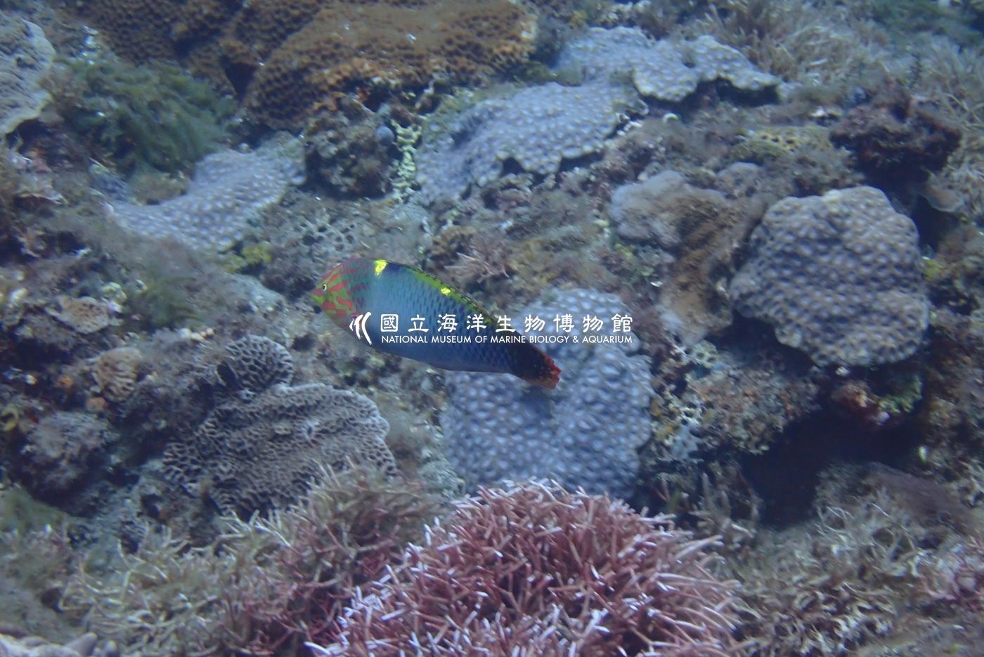 雲斑海豬魚