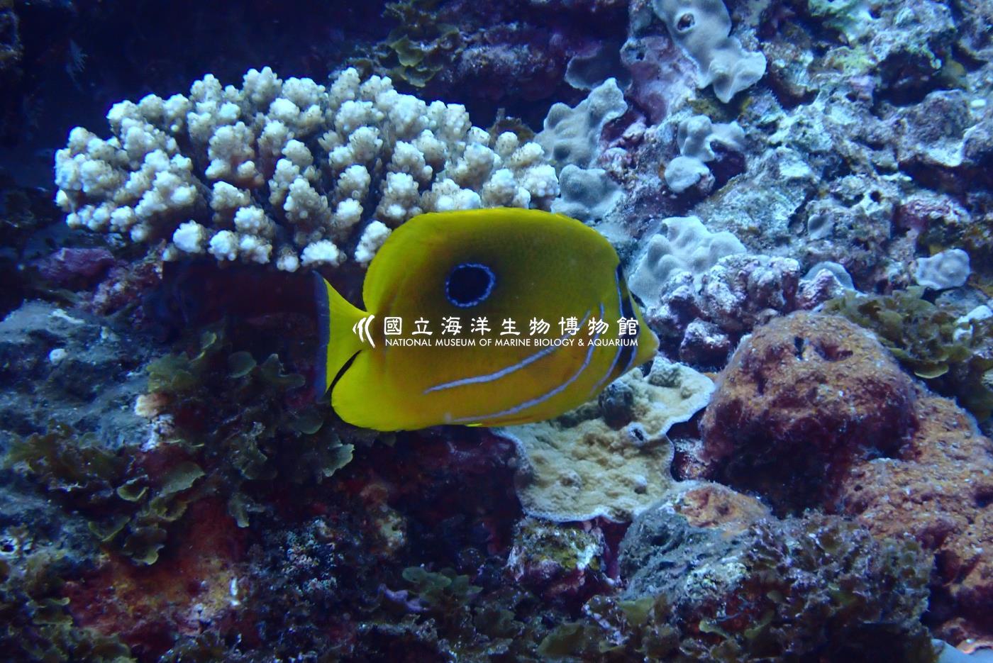 本氏蝴蝶魚