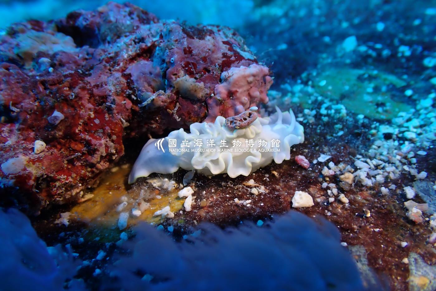 蒼白多彩海蛞蝓