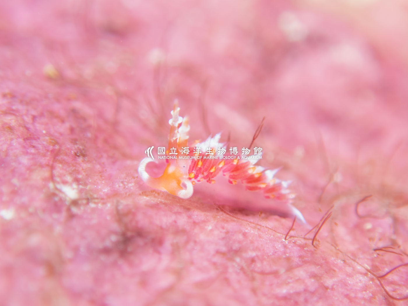 照片