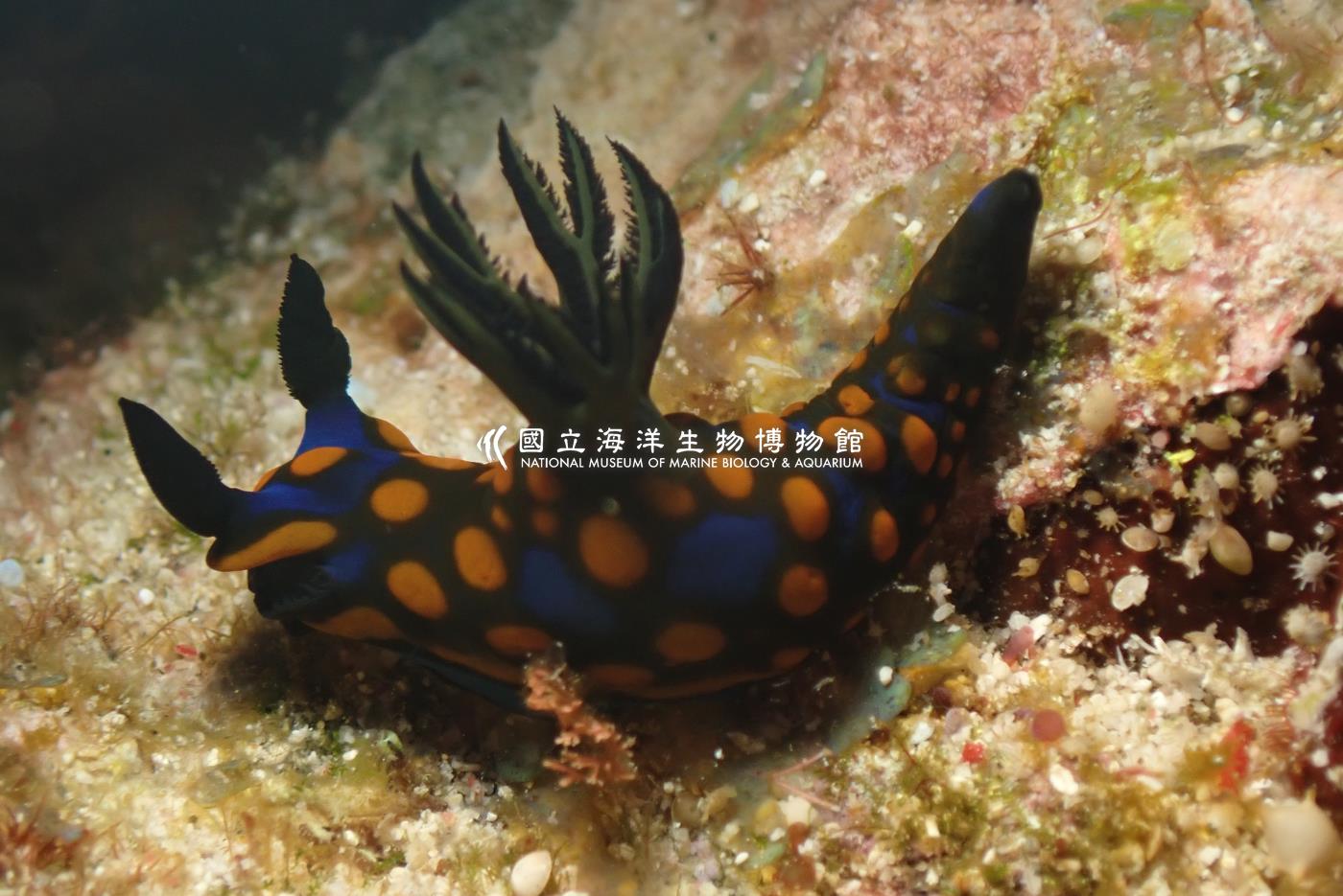 相模多角海蛞蝓