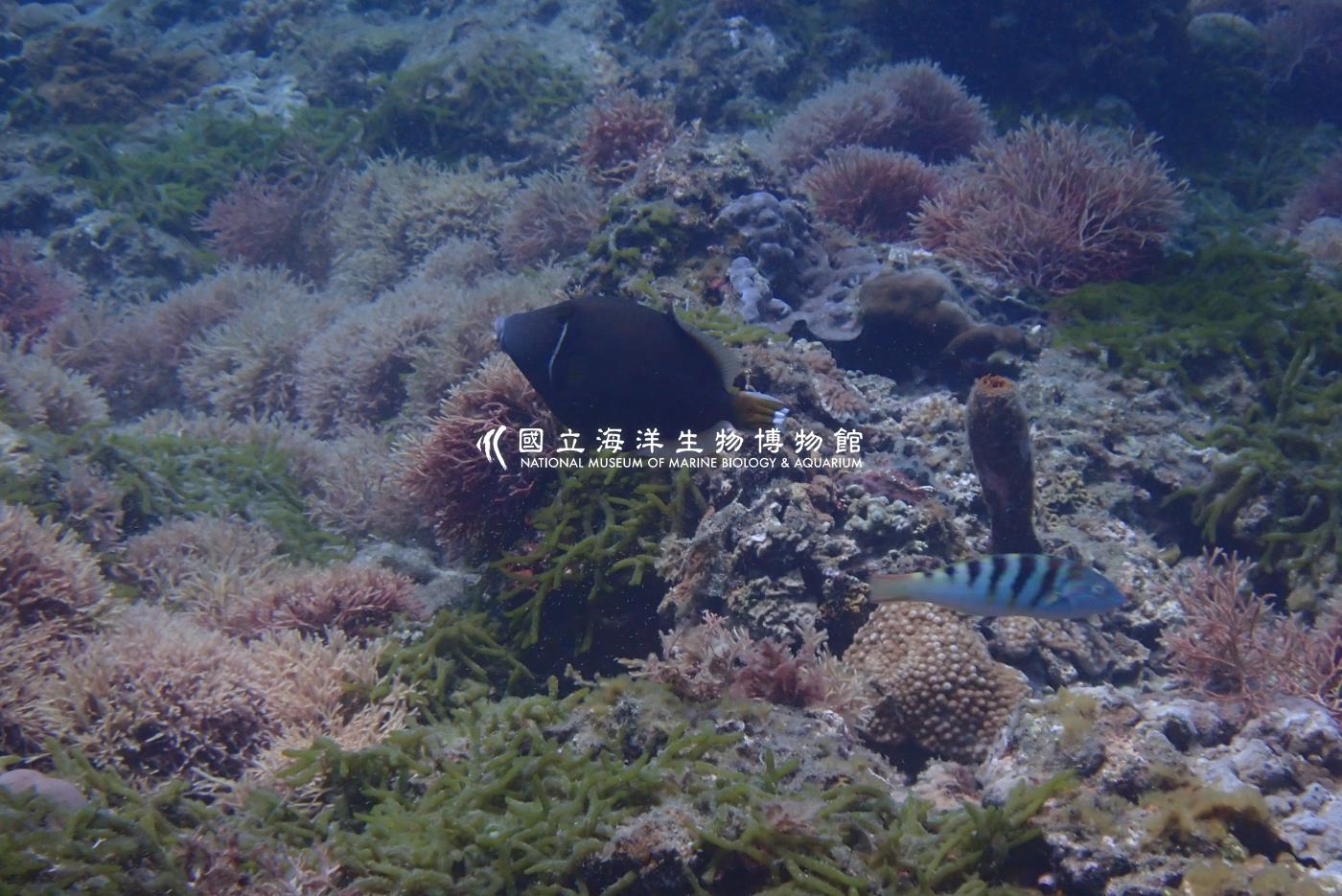 照片