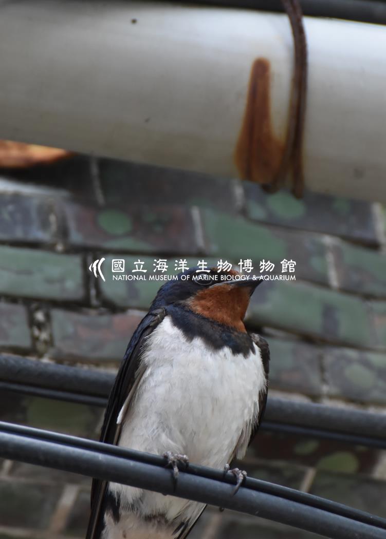 家燕