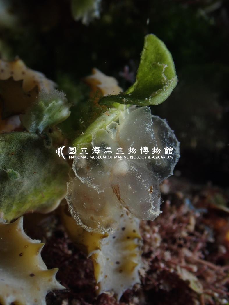 美葉屬海蛞蝓