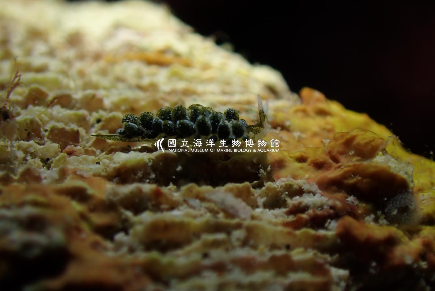 翠綠柱狀海蛞蝓
