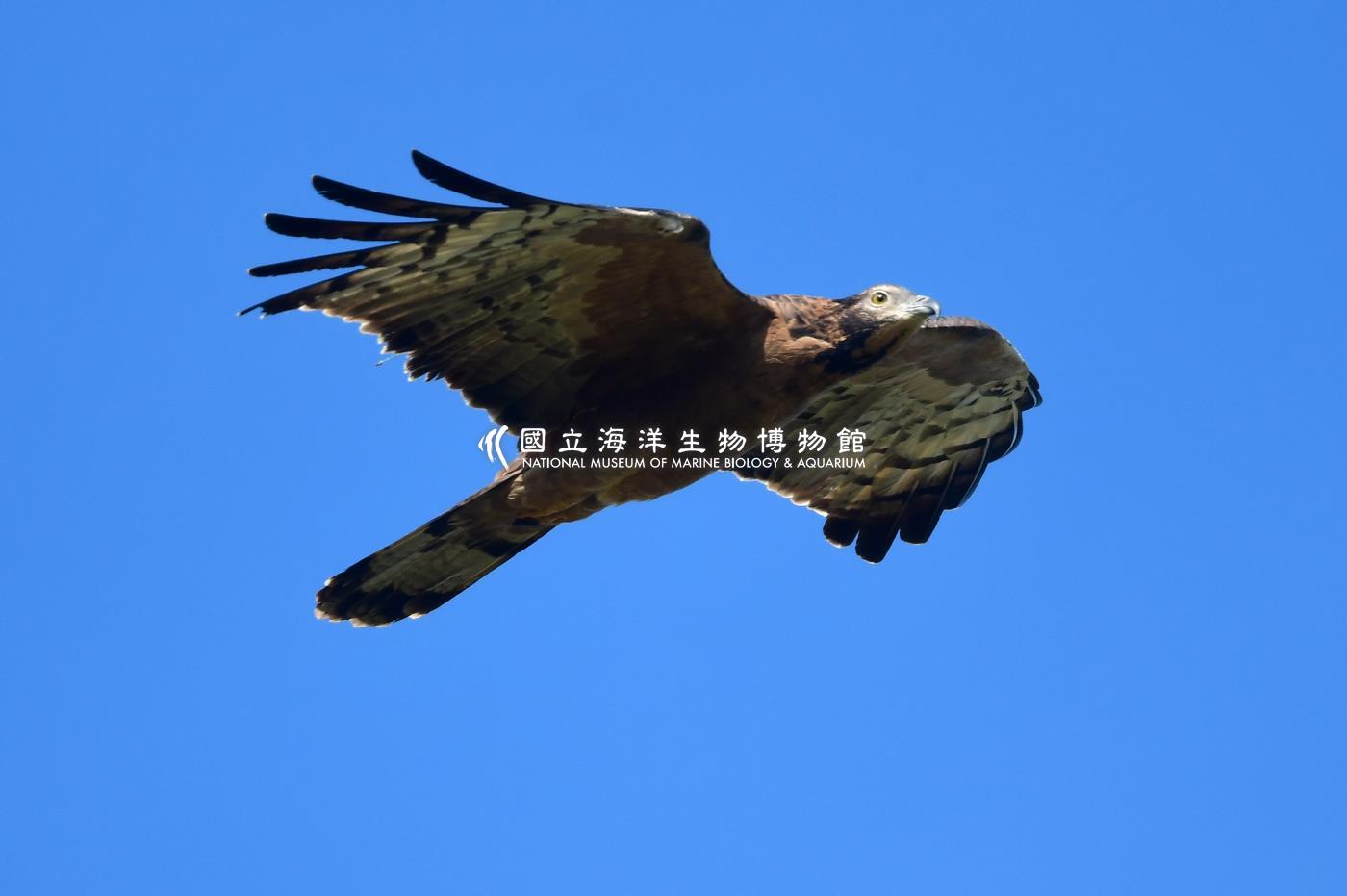 照片