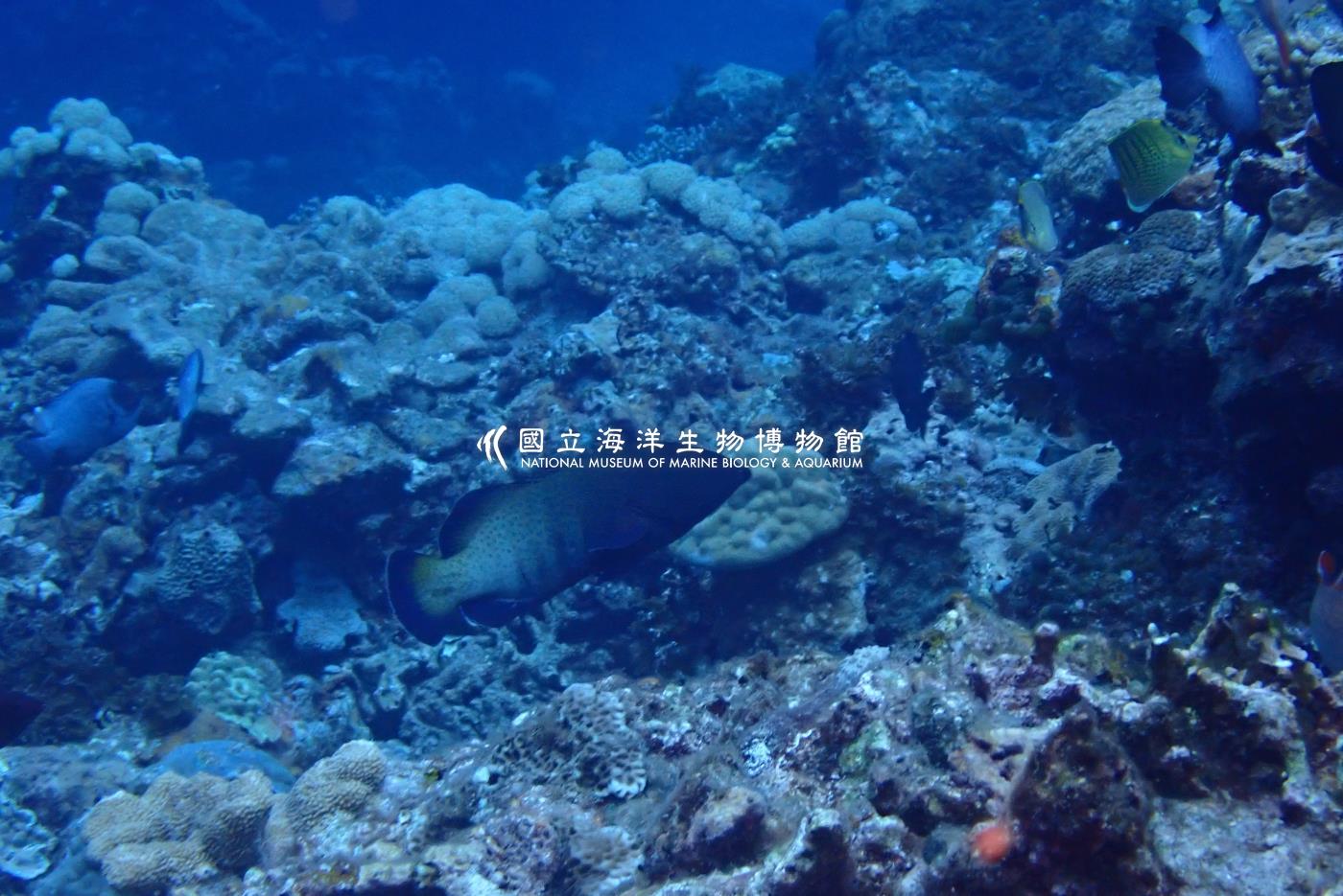 斑點九刺鮨