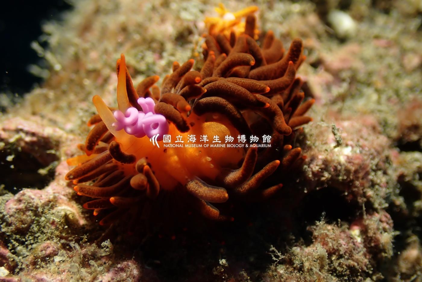 庫蓑海牛屬