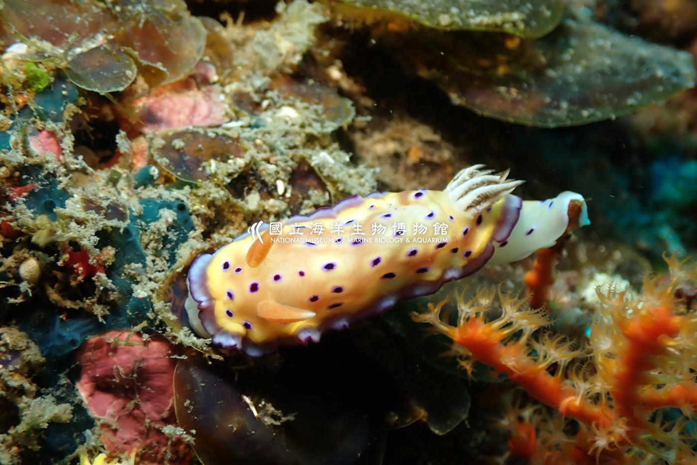 昆氏多彩海蛞蝓