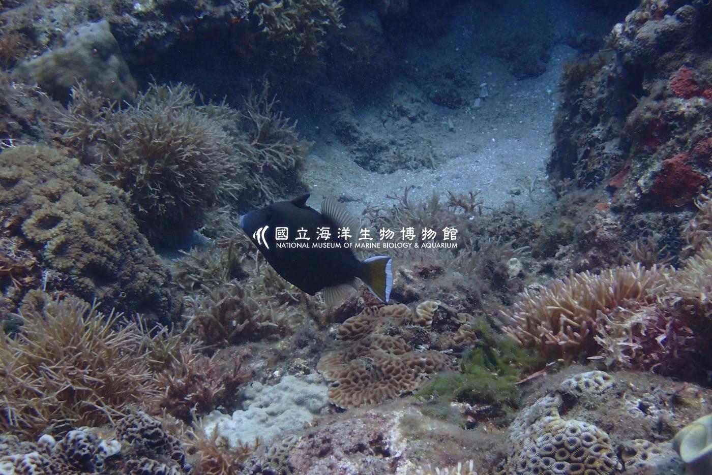 照片