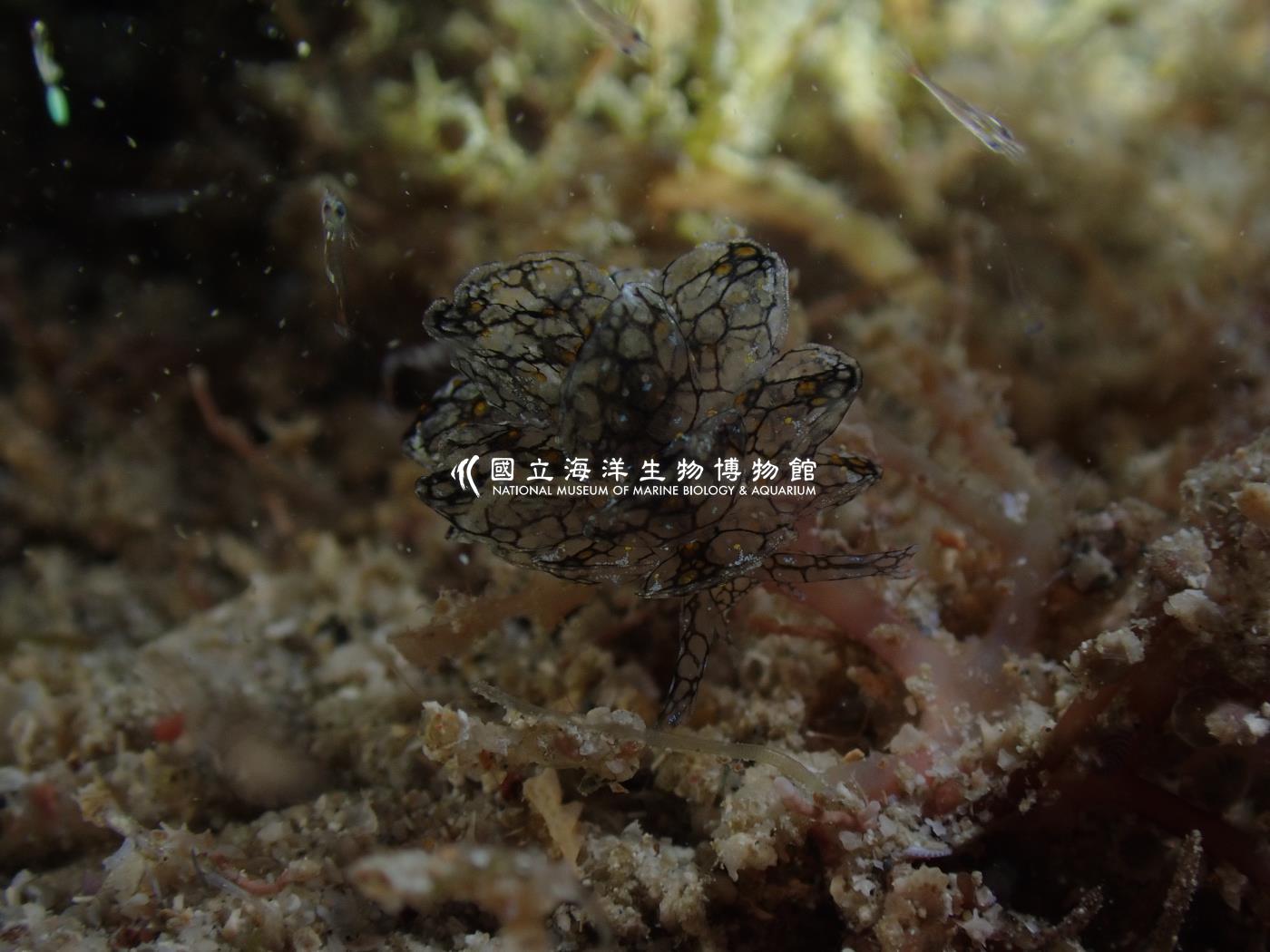 雪花美葉海蛞蝓