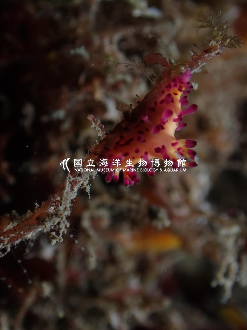 端紫三鰓海蛞蝓