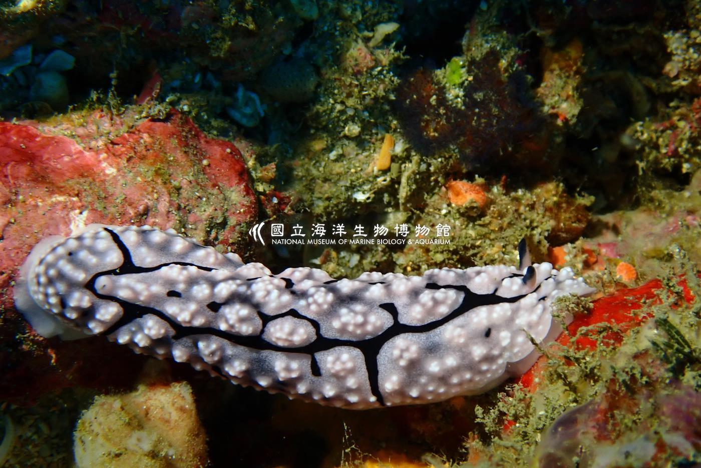 裂紋擬葉海蛞蝓