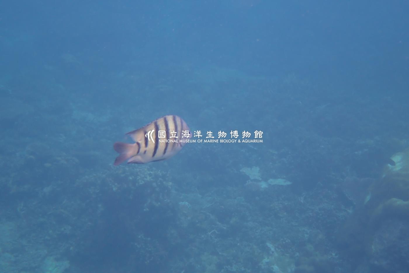 孟加拉豆娘魚