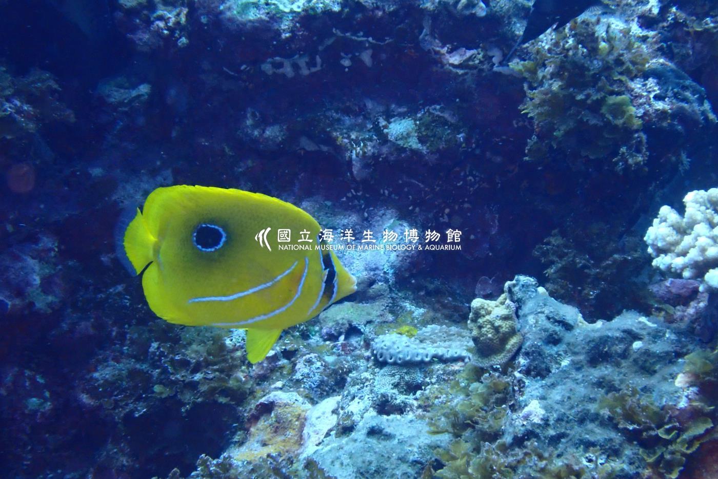 本氏蝴蝶魚
