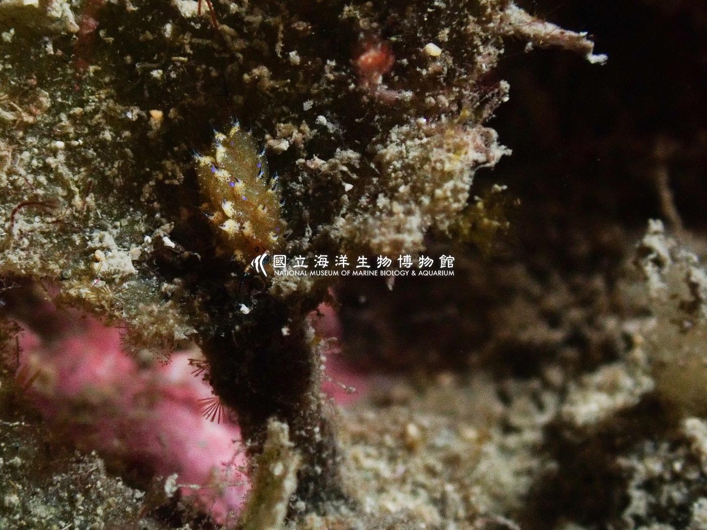 柱狀海蛞蝓屬