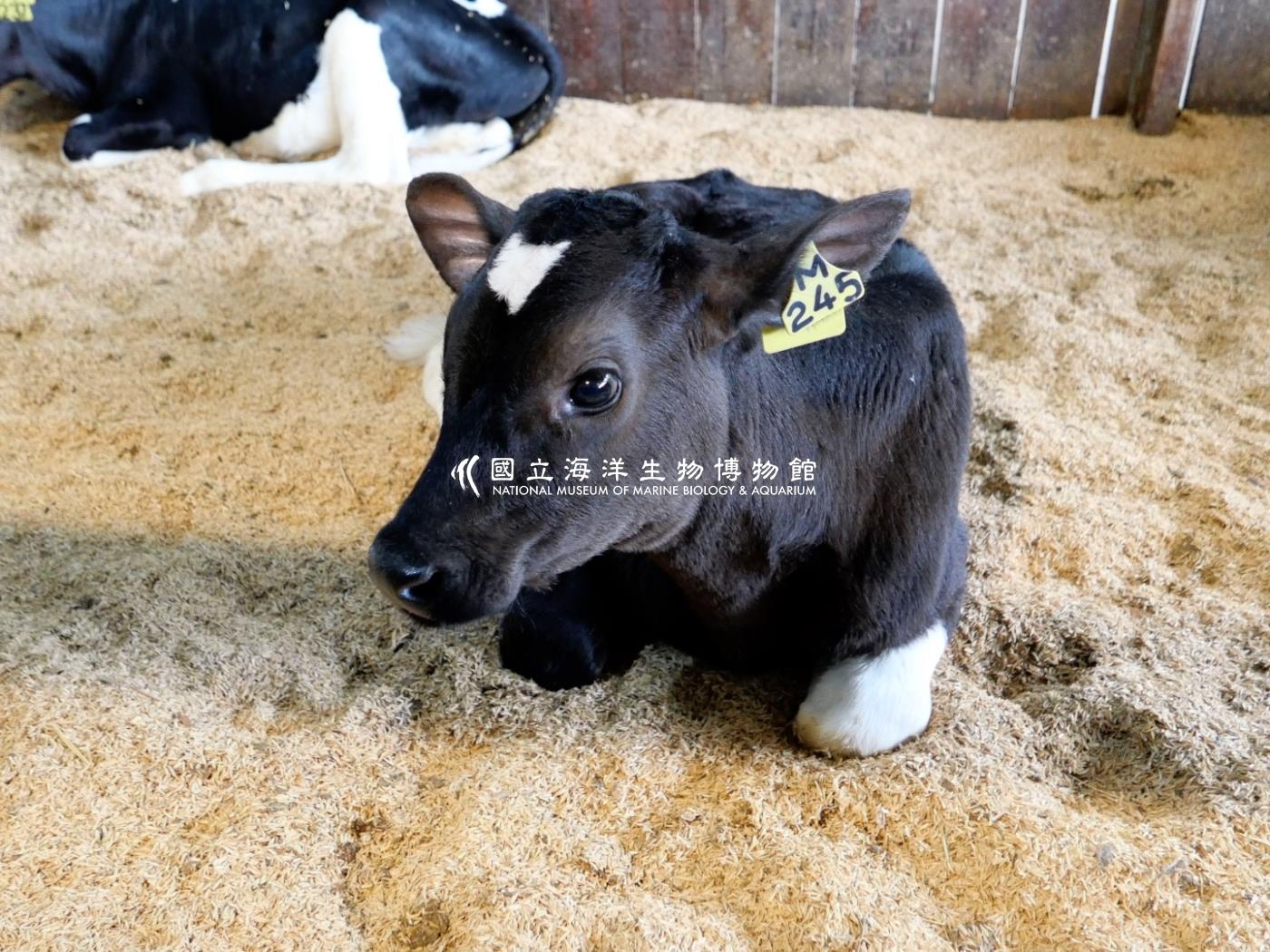 霍爾斯坦牛(Holstein)