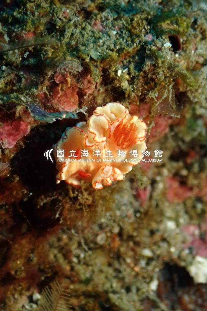 對稱多彩海蛞蝓