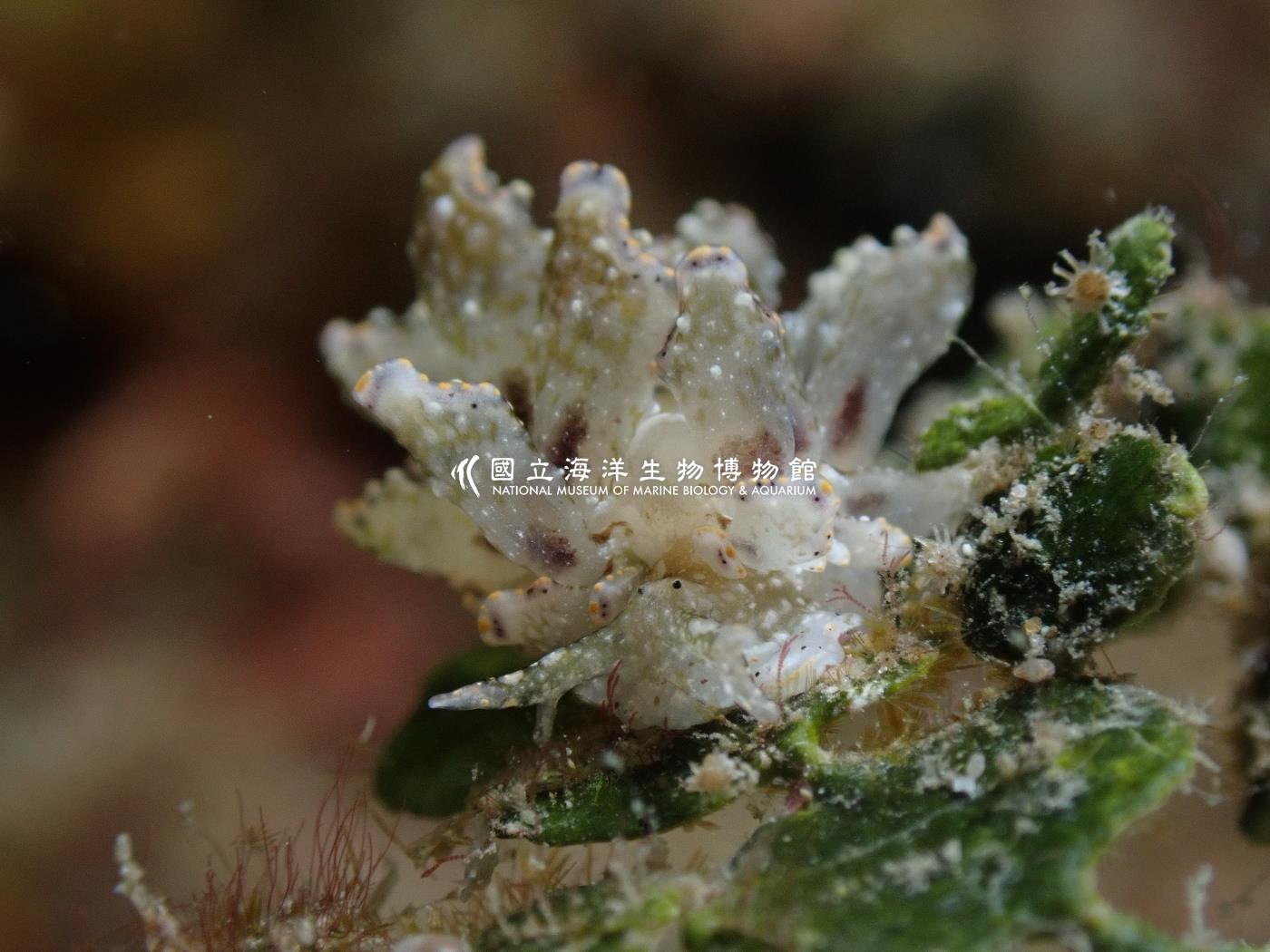 波本美葉海蛞蝓