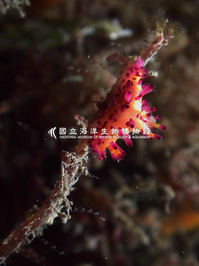 端紫三鰓海蛞蝓