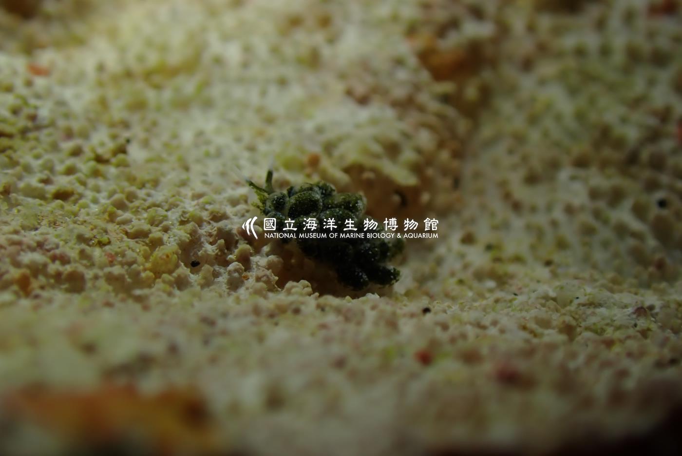 翠綠柱狀海蛞蝓
